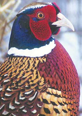 Taxidermy Net: Ringneck Pheasant Reference Photos